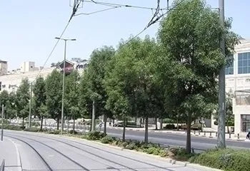 מילה מאיה ג 8ק