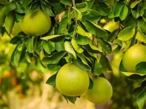 פמלה לבנה 50 ליטר תמונה ראשית