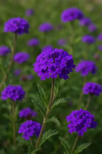 ורבנה זוחלת ע.12