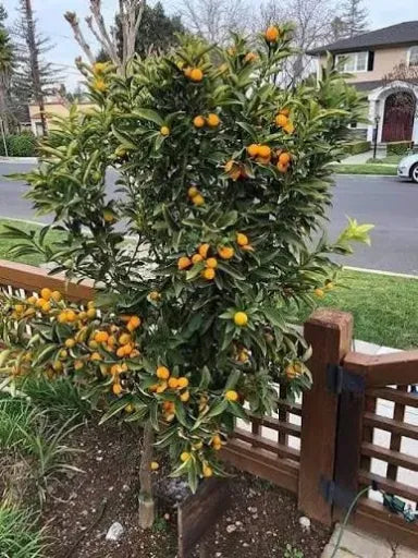 עץ קומקוואט ישראלי 25 ליטר תמונה ראשית
