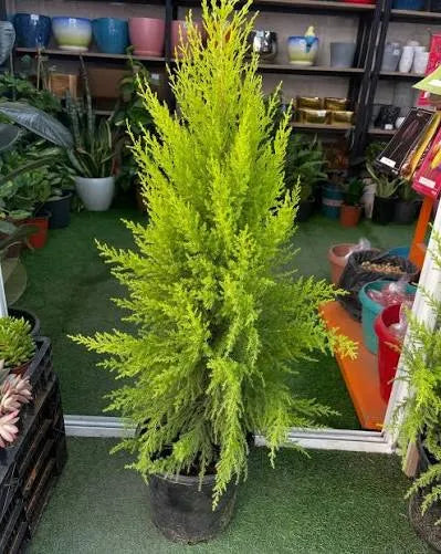 קליסטמון לימוני 25 ליטר תמונה ראשית