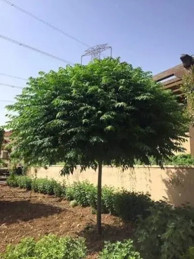 עץ אזדרכת מצויה גדול תמונה ראשית
