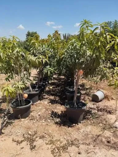 עץ מנגו מאיה 25 ליטר