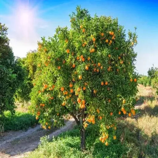 עץ תפוז טבורי 25 ליטר