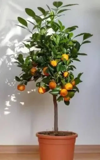 עץ קלמנטינה