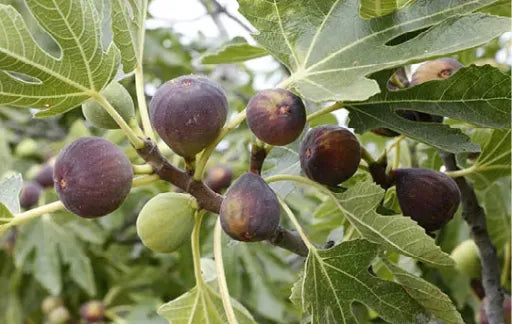תאנה