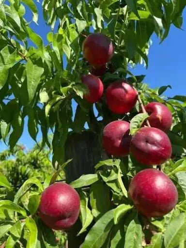 נקטרינה תמונה ראשית