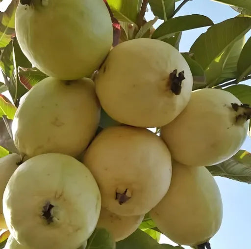 גויאבה