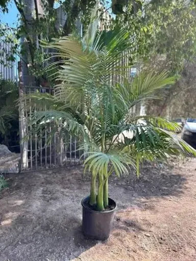 نخل تبعوت 10 لتر תמונה ראשית