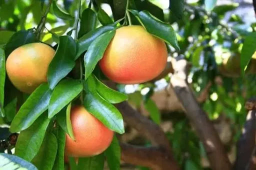 جريب فوت لون احمر 25 لتر תמונה ראשית