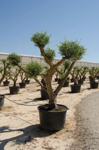 زيتون معتساف תמונה ראשית