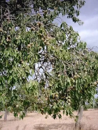 كرمبولا 25 لتر