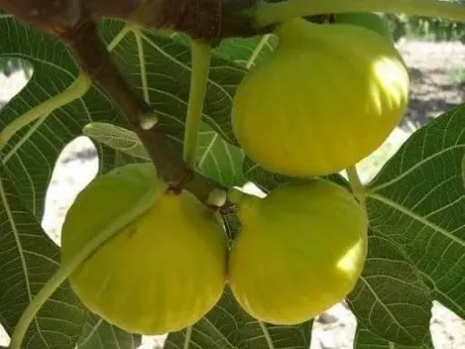تين خضاري תמונה ראשית