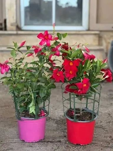 סנדבילה 25 ל