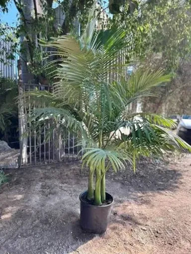 טבעות שלישיה 50 ליתר