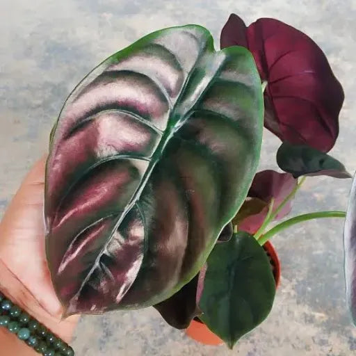 אלוכסה וונטי אדומ 25 ליטר