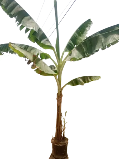 בננה 50 ליטר Main image