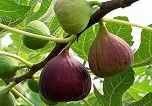 תאנה ברזילאית 25 ליטר