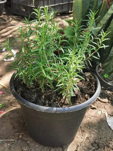 רוזמרין 4 ליתר